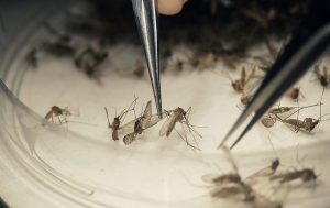 Aedes aegypti é o transmissor das três doenças (Foto: Divulgação / Prefeitura de Ipatinga)