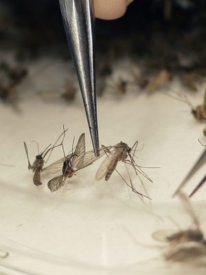 Aedes aegypti é o transmissor das três doenças (Foto: Divulgação / Prefeitura de Ipatinga)
