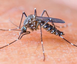 dengue3