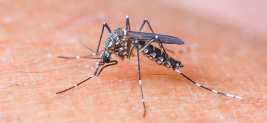 dengue3