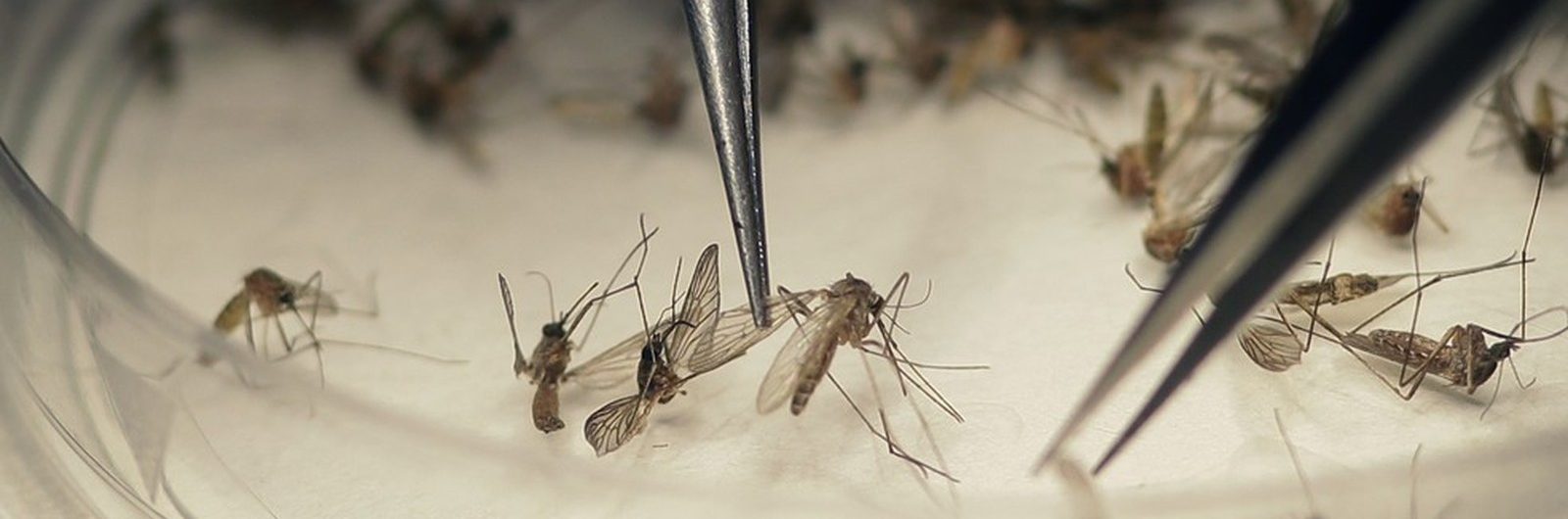 Aedes aegypti é o transmissor das três doenças (Foto: Divulgação / Prefeitura de Ipatinga)