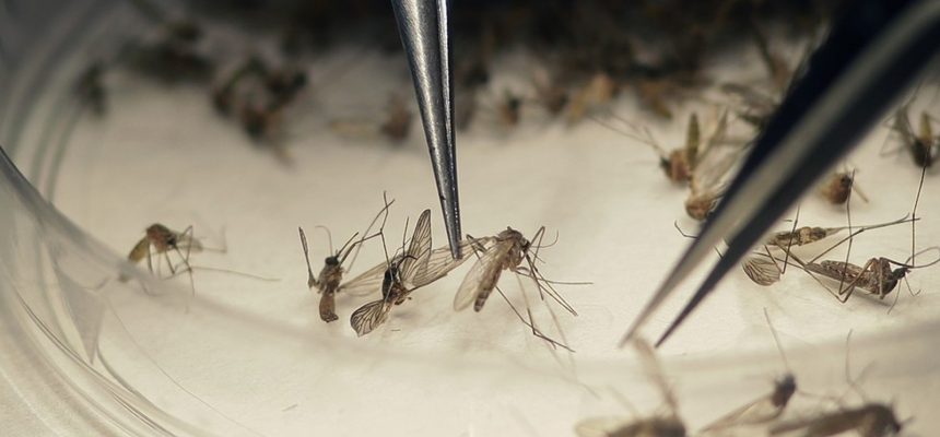 Aedes aegypti é o transmissor das três doenças (Foto: Divulgação / Prefeitura de Ipatinga)