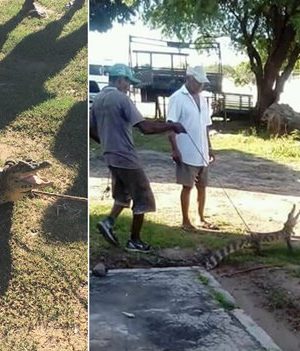 jacare-em-remanso-bahia