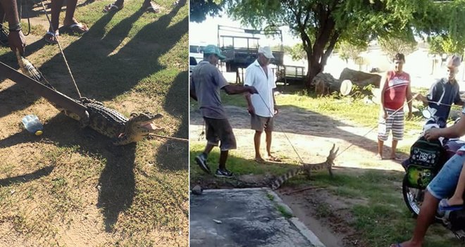 jacare-em-remanso-bahia