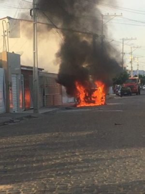 cao-pega-fogo-remanso-768x1024