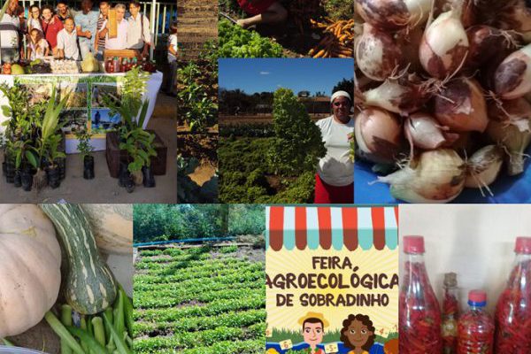 collageprodutosorganicos