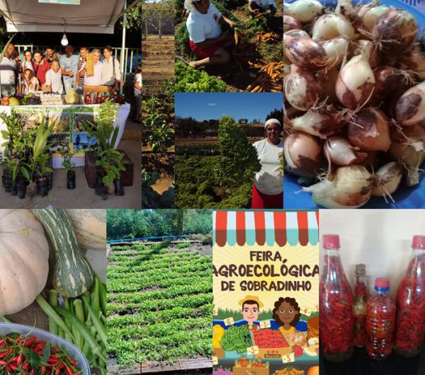 collageprodutosorganicos