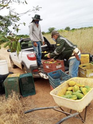 agricultores-no-campo