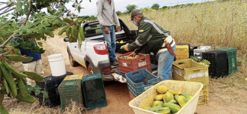 agricultores-no-campo