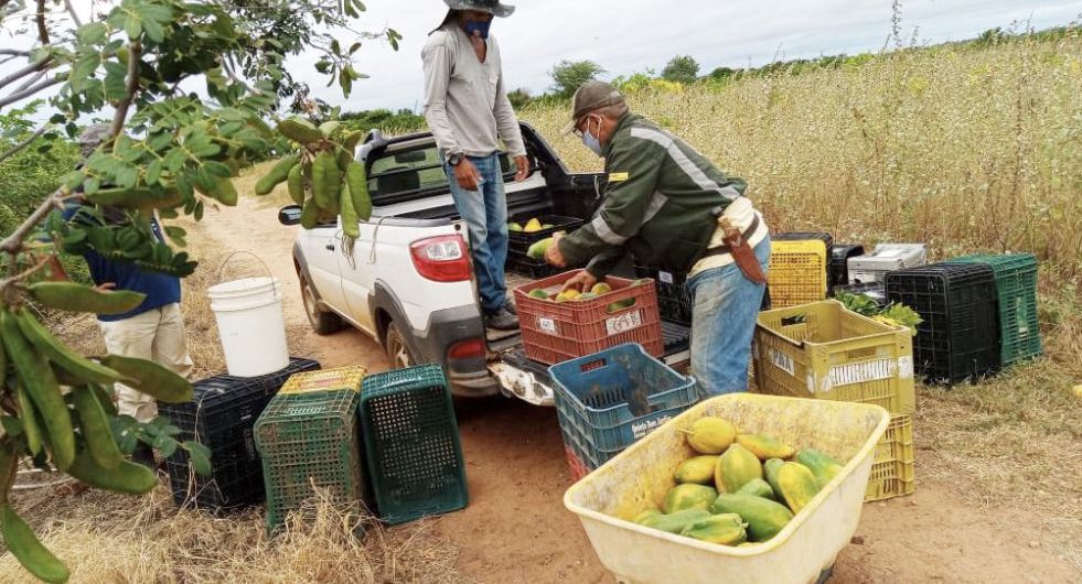 agricultores-no-campo