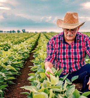 Farmer checking crop in a soybean field . Agricultural concept