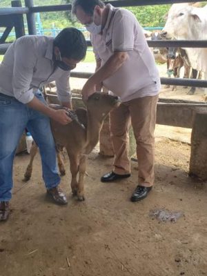 23_11_2020_milhoes_de_animais_contra_febre_aftosa_dentro3