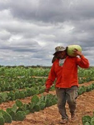 emprego-no-campo