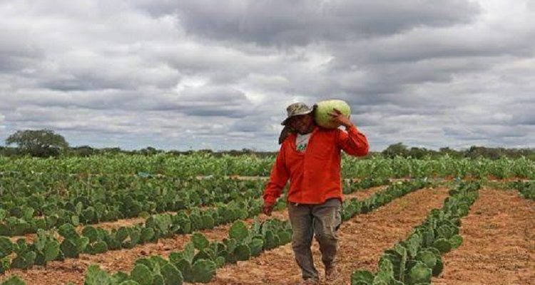 emprego-no-campo