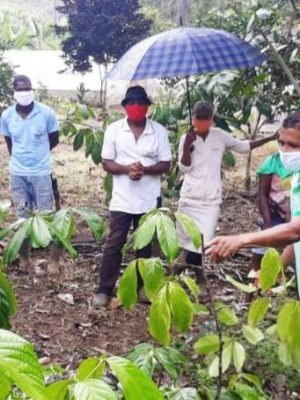 guaranaagriculturafamiliar