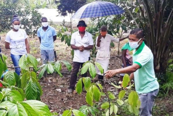 guaranaagriculturafamiliar