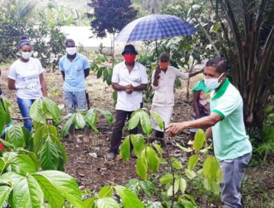 guaranaagriculturafamiliar