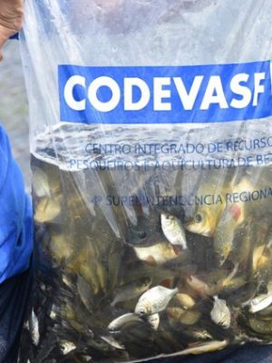 peixecodevasf