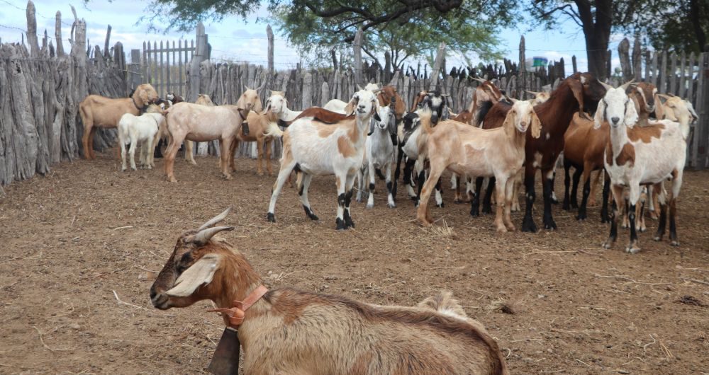 convivencia-com-o-semiarido-e-agroecologia-3