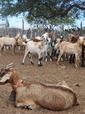 convivencia-com-o-semiarido-e-agroecologia-3