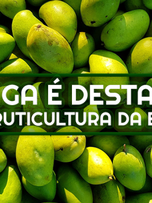 capamateriamanga0410