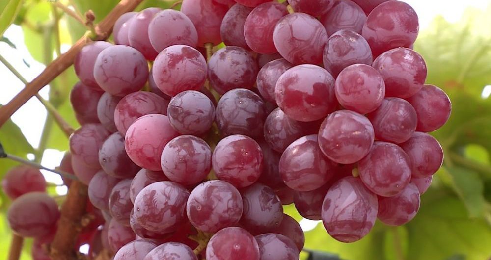 uvas1