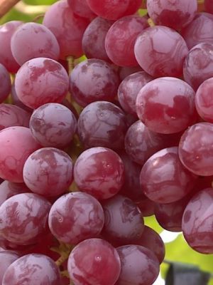 uvas1