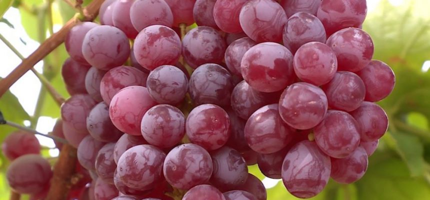 uvas1