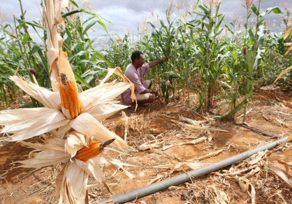 seca-afeta-producao-de-milho-na-bahia-foto-alberto-coutinho-govba