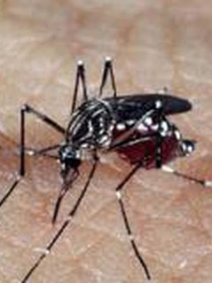 aedes_dengue_0