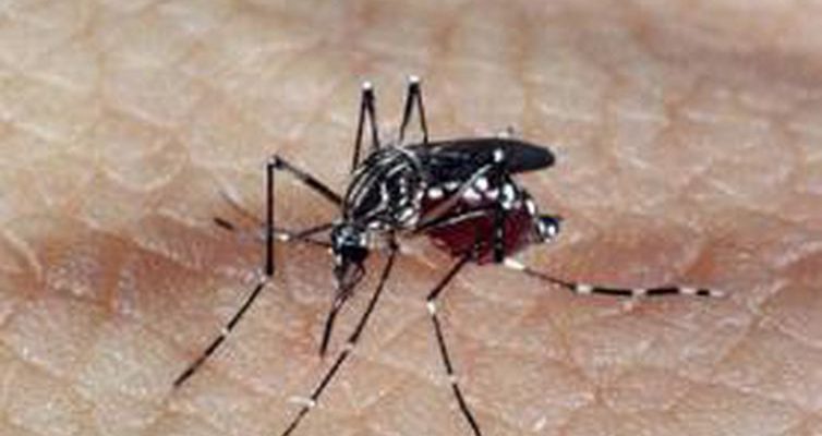 aedes_dengue_0