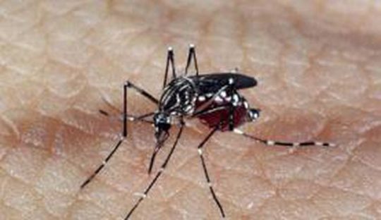 aedes_dengue_0