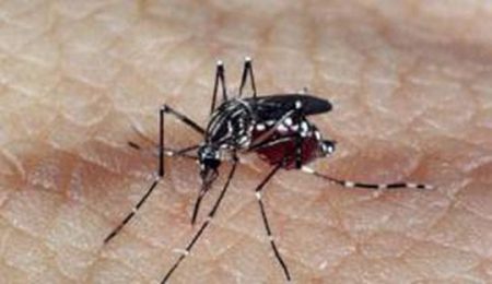 aedes_dengue_0