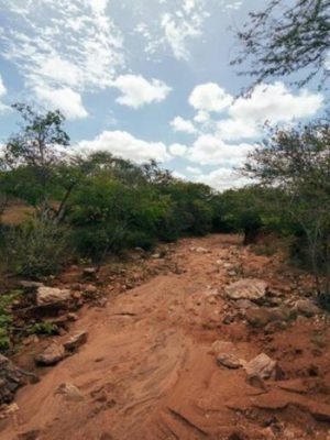 caatinga