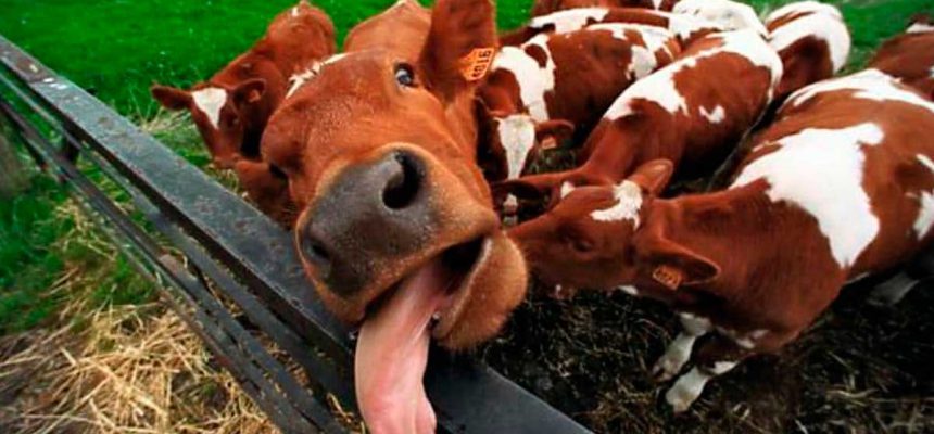 vaca-louca