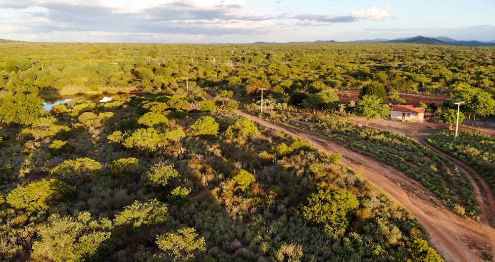 dia-nacional-da-caatinga-28-04-2023