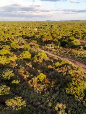 dia-nacional-da-caatinga-28-04-2023