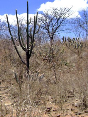 caatinga-arbustiva-blog