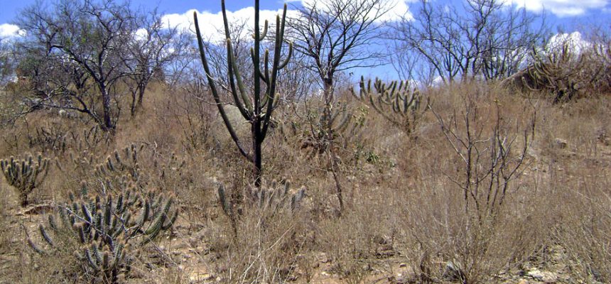 caatinga-arbustiva-blog