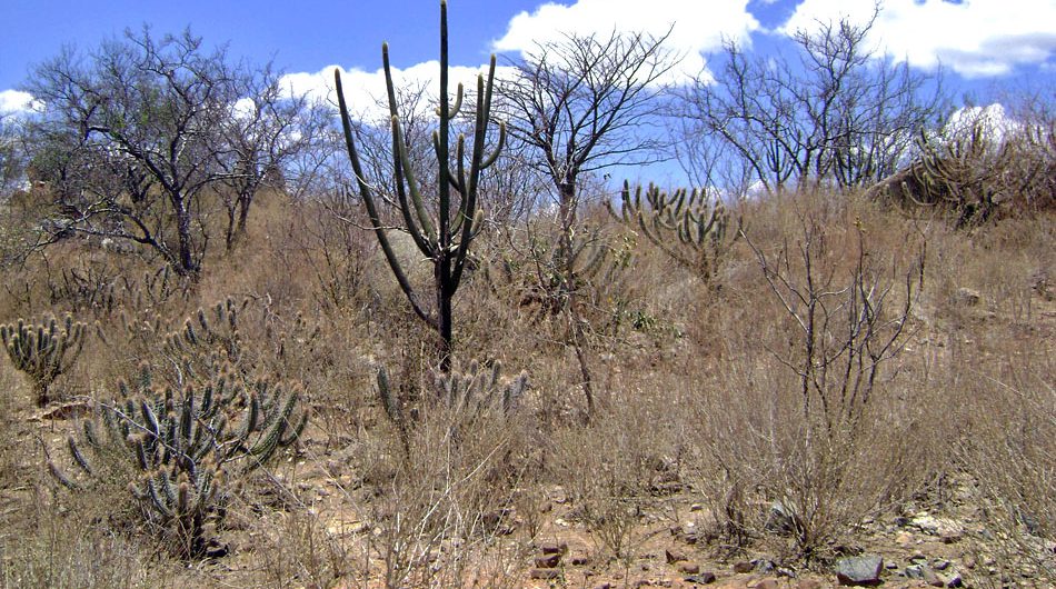 caatinga-arbustiva-blog