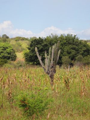 5-agricultores-familiares-plantam-milho-em-meio-a-caatinga-na-reserva-tatu-bola-_-foto_-adriano-alves