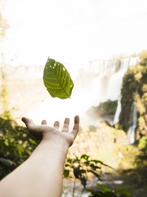 falling-leaf-with-blurred-background-1