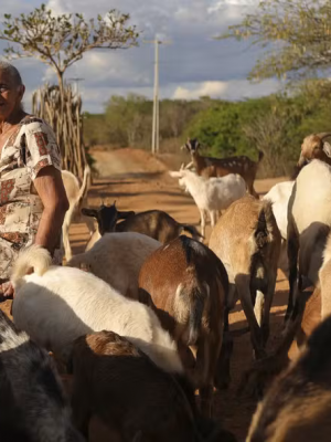 cabras-042